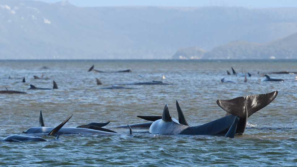 A pod of whales stranded on a sandbar in Macquarie Harbour on the rugged west coast of Tasmania, September 21, 2020.