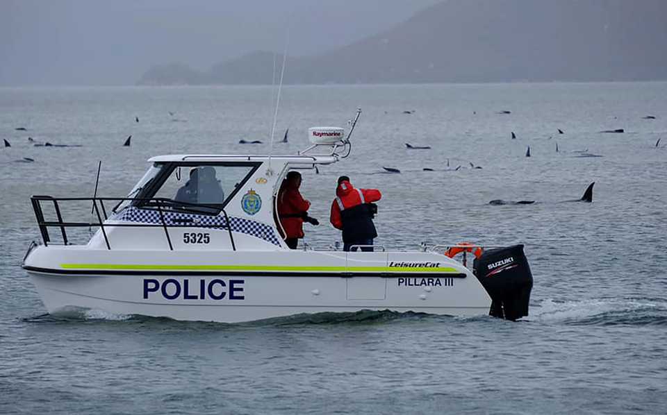 A police boat pod sailing close to a pod of whales stranded on a sandbar in Macquarie Harbour on the rugged west coast, September 22, 2020