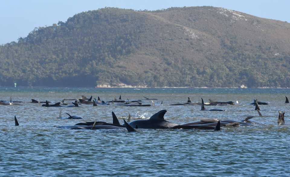 A pod of whales stranded on a sandbar in Macquarie Harbour on the rugged west coast of Tasmania, September 21, 2020.