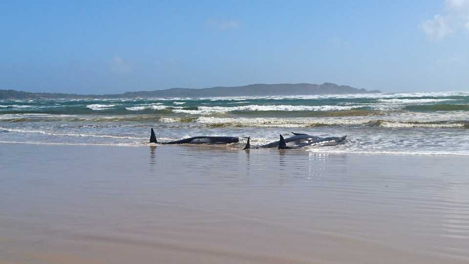Stranded whales are seen on a sandbar in Macquarie Heads, Tasmania, Australia, September 21, 2020.