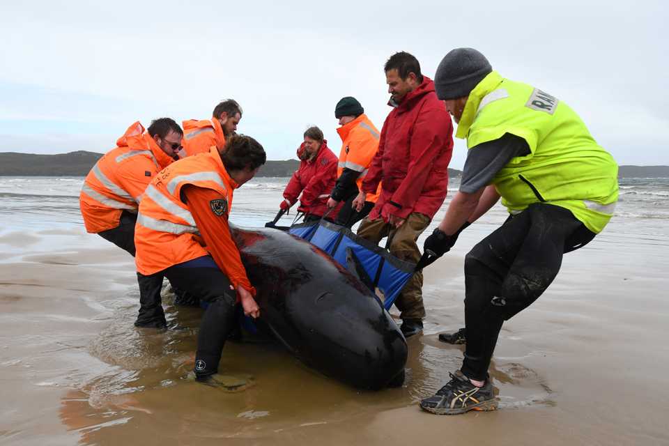 Rescuers working to save a pod of whales stranded on a sandbar in Macquarie Harbour on the rugged west coast of Tasmania, September 22, 2020.