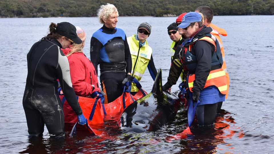 Rescuers work to save a whale stranded on a sandbar in Macquarie Harbour on the rugged west coast of Tasmania on September 24, 2020,