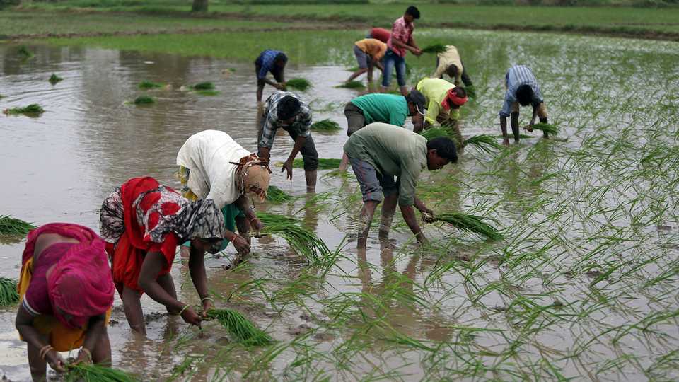 Farmers plant saplings in a rice field on the outskirts of Ahmedabad, India, July 5, 2019.