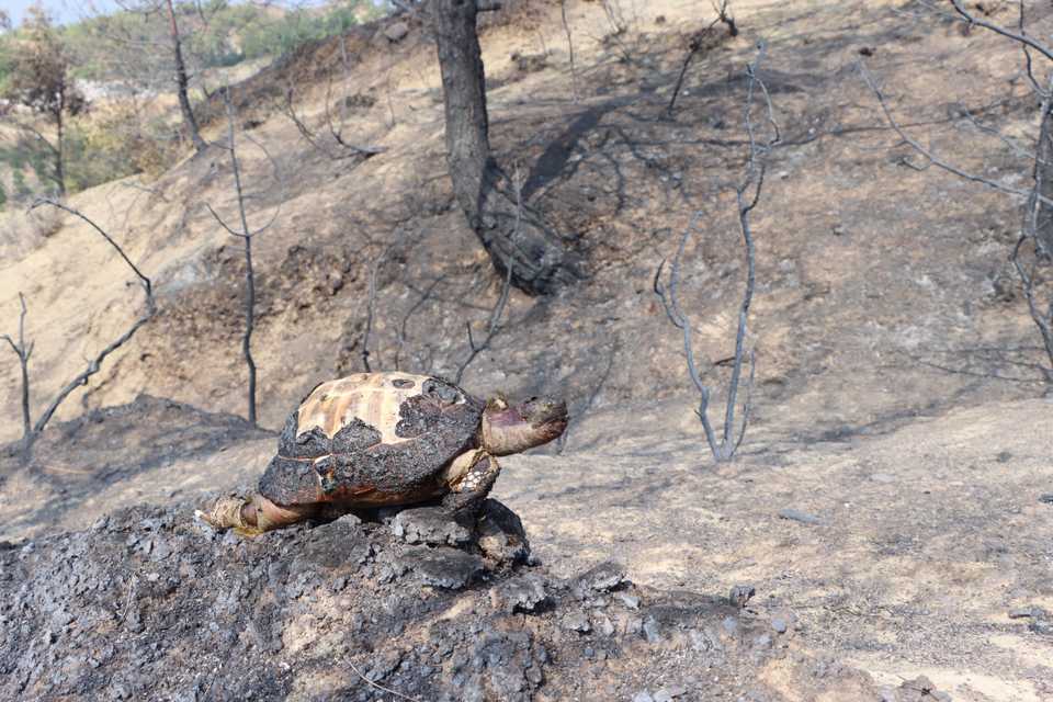 Birdwatcher and wildlife expert Emin Yogurtcuoglu pictures the impact of forest fires in Hatay.