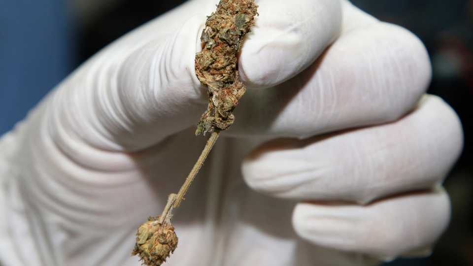 New Zealand's Electoral Commission said 53.1 percent of voters opposed the country becoming only the third to legalise the adult use and sale of cannabis, following Canada and Uruguay.