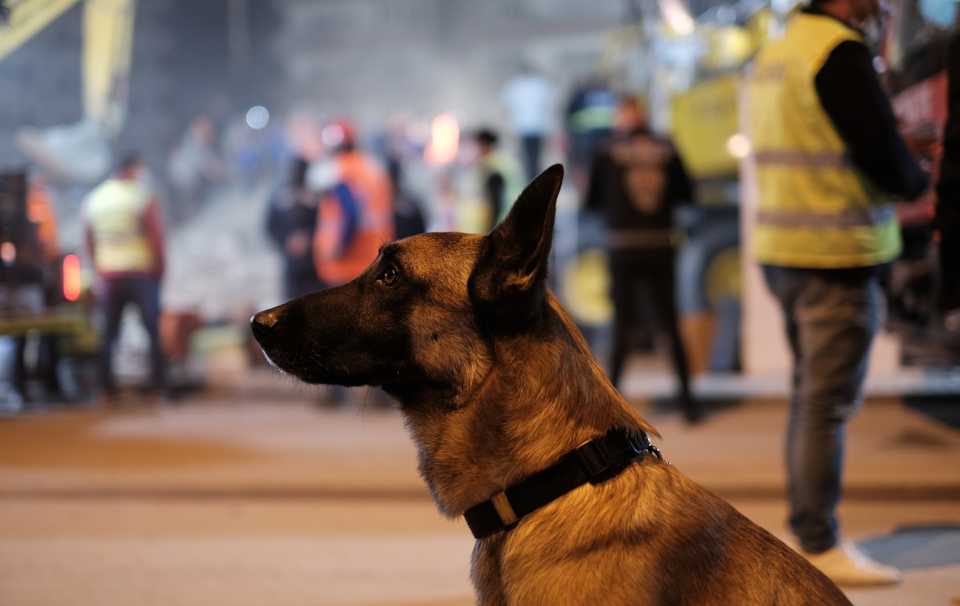 Altar the rescue dog helped emergency workers in searching the earthquake survivors stuck under the rubble on November 3, 2020, Izmir, Bayrakli.