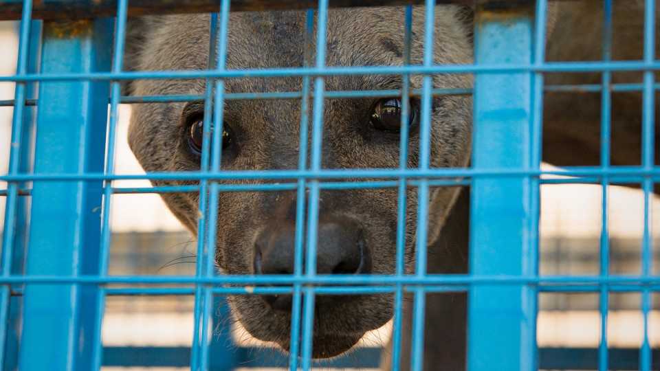 A handout picture taken on July 22, 2017 and released on July 28, 2017 by FOUR PAWS shows a hyena in Cobanbey, after it was rescued by a rapid response team from the destroyed Magic World amusement park near Aleppo. 