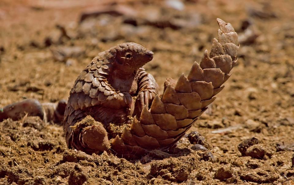 Thailand seizes 136 smuggled live pangolins