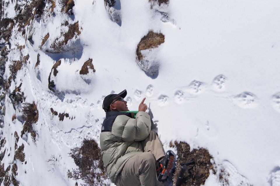 After weeks of preparations, Dr Ghana S. Gurung treks up the hilly terrains of the upper Mustang region in Nepal to trace snow leopard footprints.
