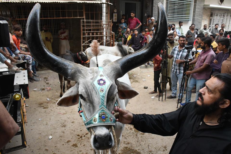 Around a whopping $ billion worth of animals sacrificed on Eid al-Adha  in Pakistan this year  News Blog