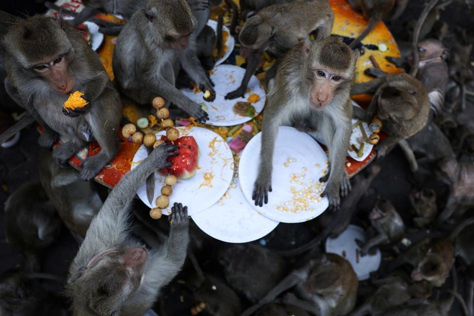 Thousands of local Macaques are fed with tables of fruits and vegetables during the Monkey Festival.