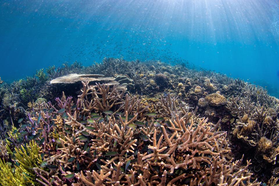 Coral reefs are back with chirps and whoops and croaks and growls