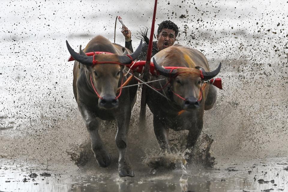 A racer rides on the back of a wooden plough as he races his buffaloes during the rice-planting festival in Chonburi on June 26, 2022 to mark the start of paddy-sowing season.