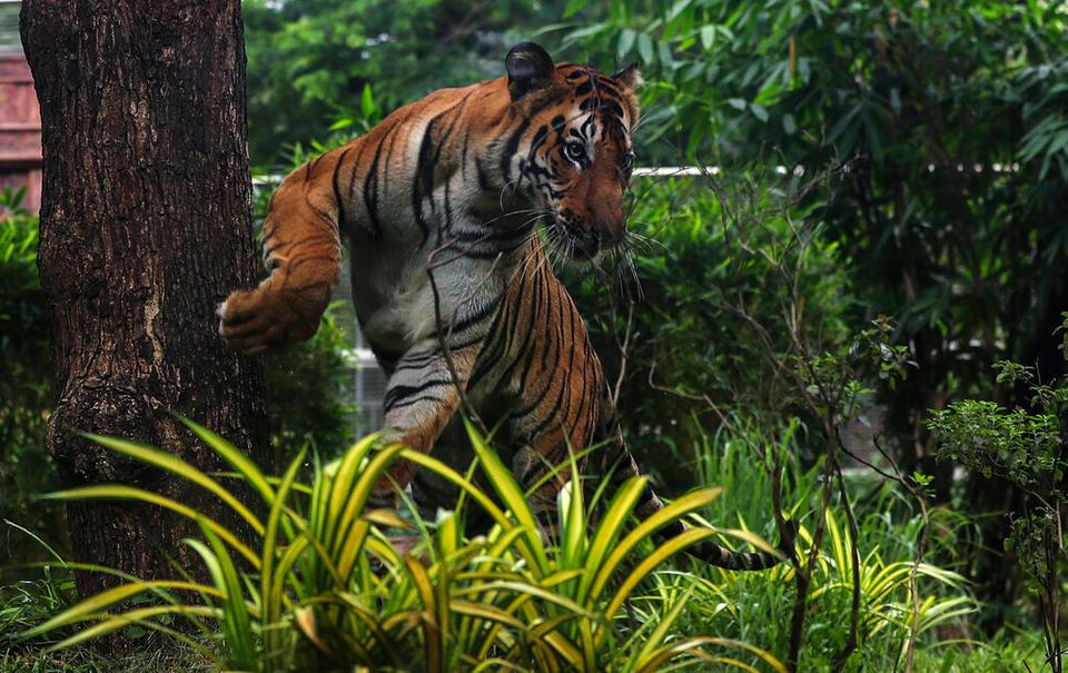 India has succeeded in increasing its dwindling tiger population.