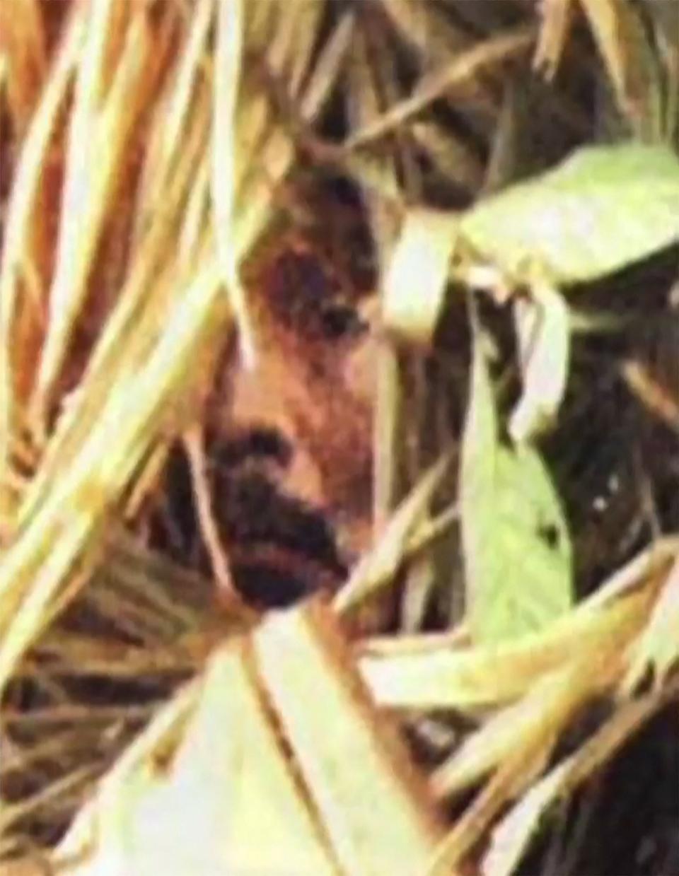 Grab of a file video taken on March 19, 2011, and released on July 18, 2018, by Brazil's National Indian Foundation (FUNAI), showing a tribesman believed to be the last known survivor of an isolated Amazonian community in Brazil.