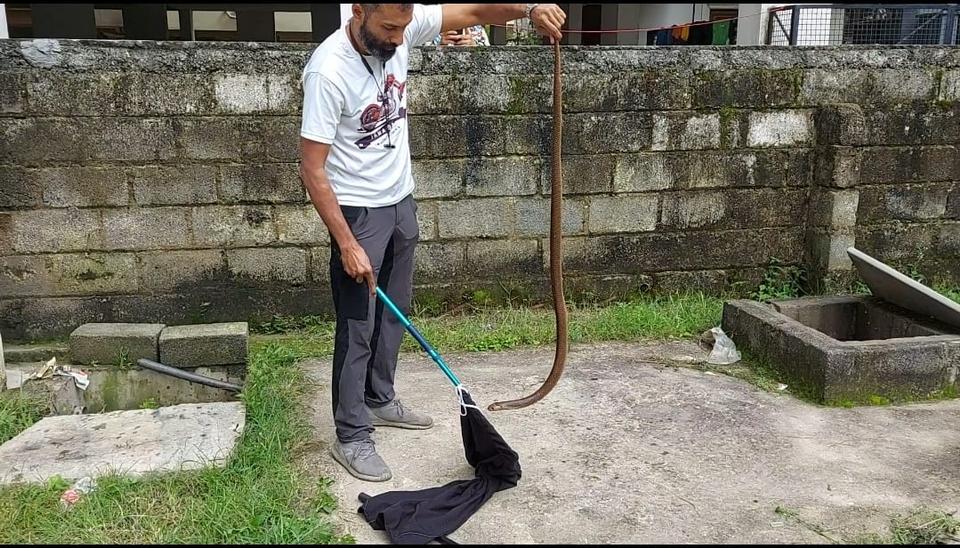 Snake rescuer Shuayb Ahmed says dealing with a cobra swimming in the water is dangerous.