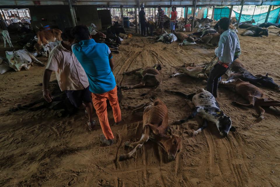 India's vast hinterland is now punctuated by mass graves of cows. In some places, the carcasses rot in the open and the pained cries of sick animals are resound in villages.