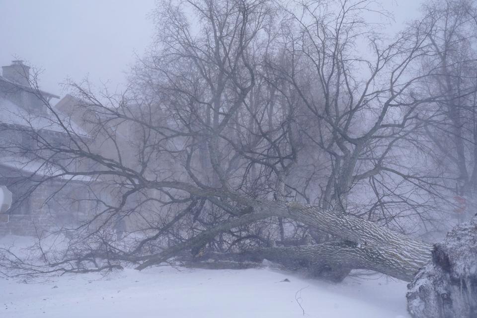 A giant tree lays across the intersection of West Delavan Avenue and Bidwell Parkway in Buffalo, NY.