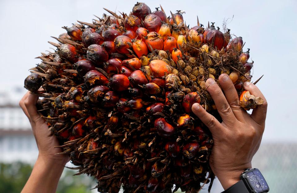 Indonesia and Malaysia together account for more than 85 percent of the global palm oil supply.