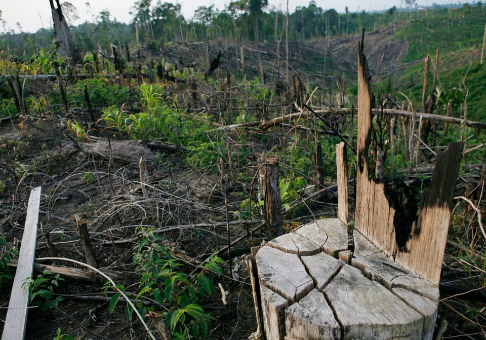 Deforestation to make way for palm oil plantations used to be a major problem in Indonesia and Malaysia.