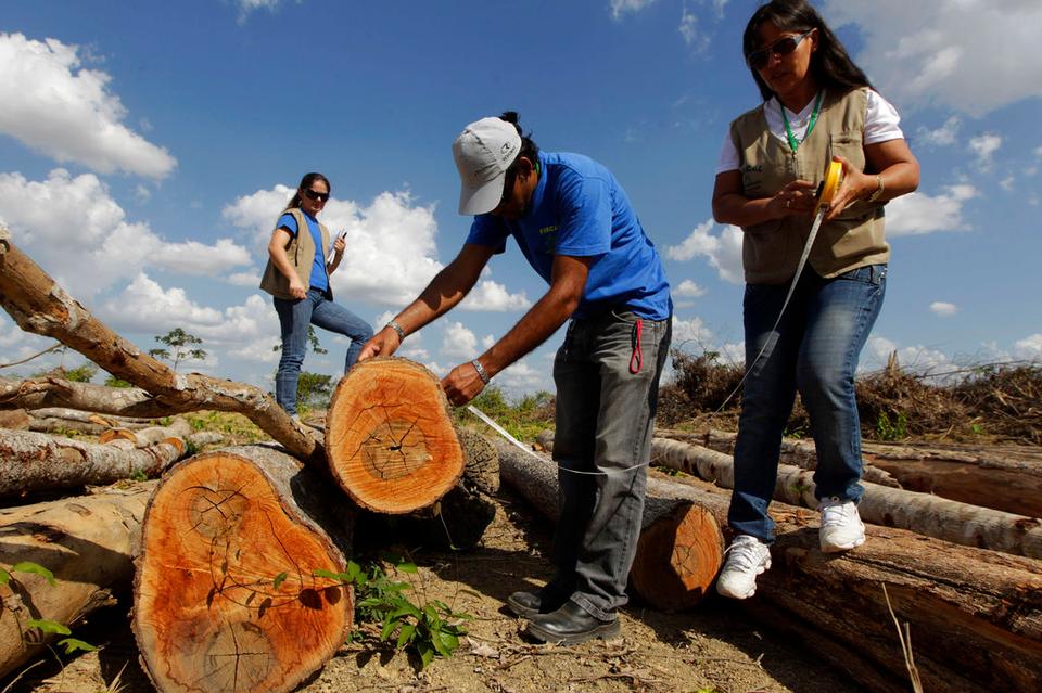 Beef that comes from Brazil is also covered by the EU deforestation regulation as the forests are being cut to make way for cattle ranches.