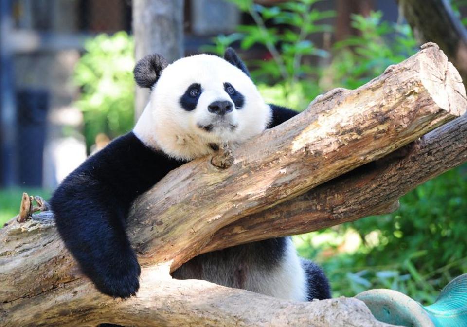 Why Are The Giant Pandas Become Endangered