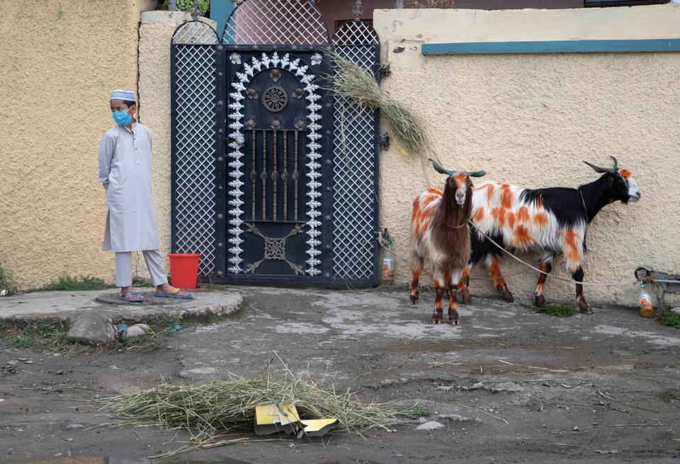 A Kashmiri boy wearing a face mask stands near goats tied outside his home on Eid al Adha in Srinagar, Indian-controlled Kashmir, Saturday, Aug. 1, 2020.