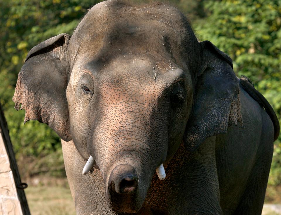The elephant named 
